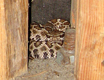 Rattlesnake in the garage