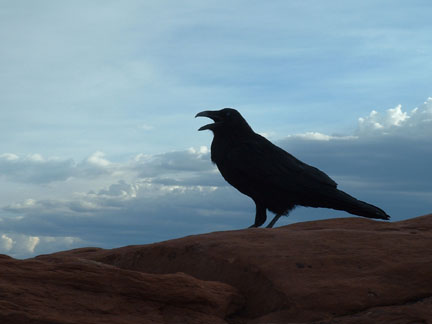 Desert Crow