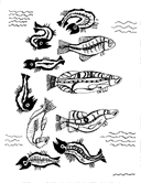 Fish studies.