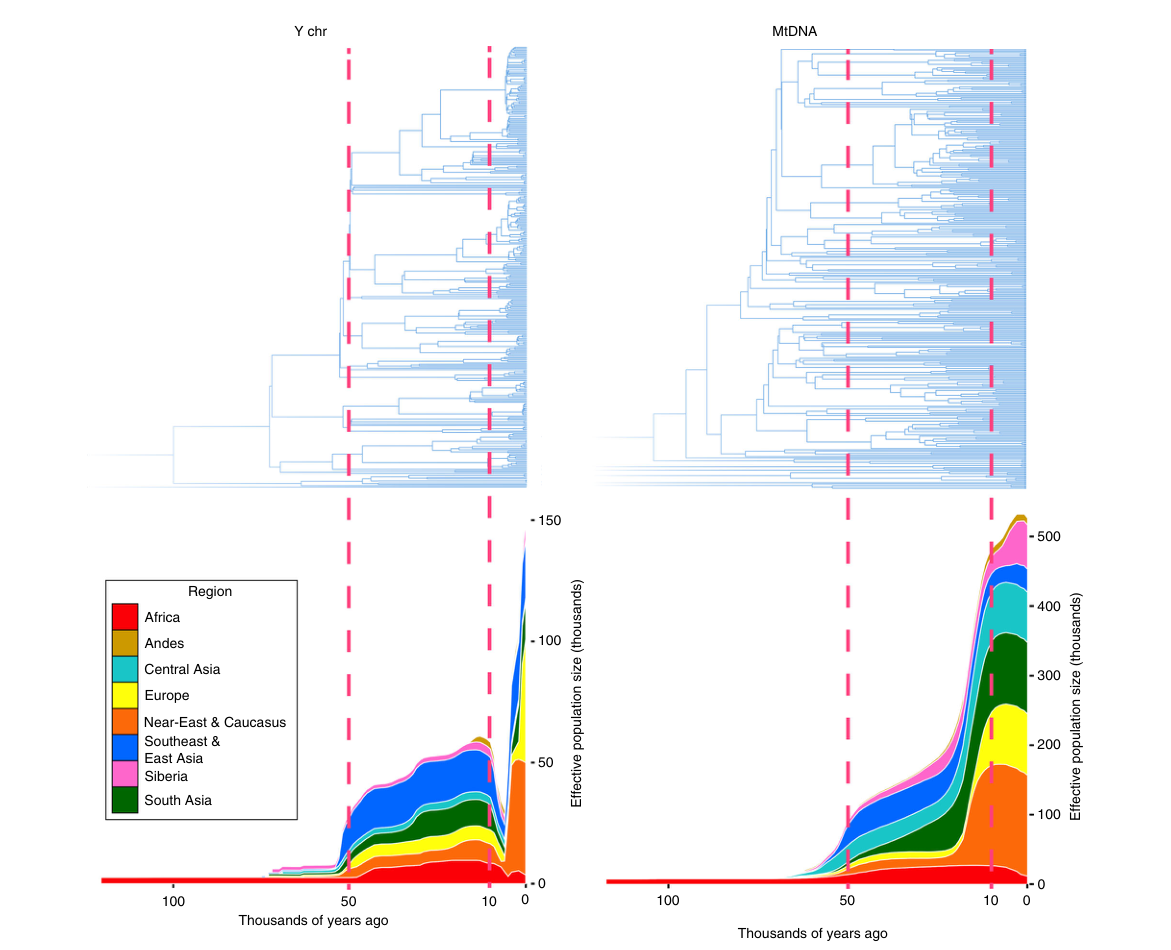Figure 1. Cumulative Bayesian skyline plots of Y-chromosome and mtDNA diversity by world regions. Reprinted from Karmin et al. under a Creative Commons License (Attribution-NonCommercial 4.0 International). Note the very sharp dip in the left plot starting circa 10KY ago, followed by a rebound.